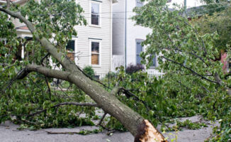 Image of a tree fallen due to a tornado