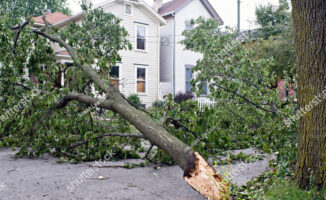 Image of a tree fallen due to a tornado