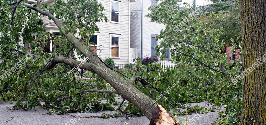 Image of a tree fallen due to a tornado