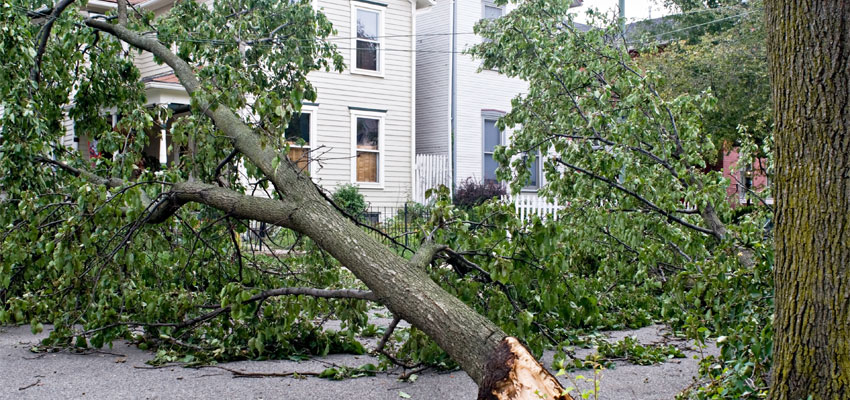 Image of a tree fallen due to a tornado