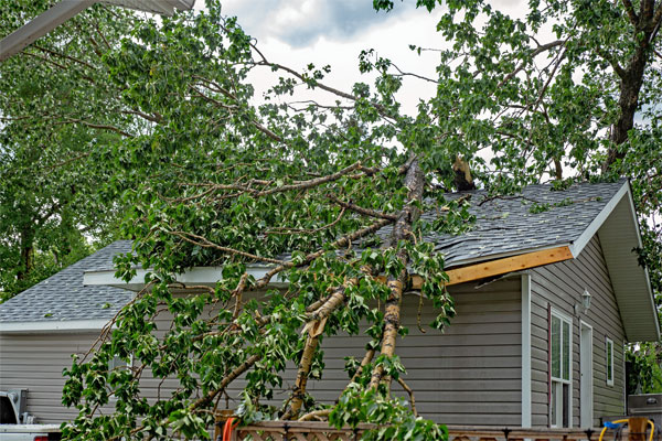 Image of a tree branch falling on a roof